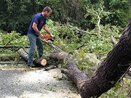 Best Tree Removal  in Rumson, NJ