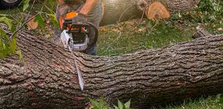 Best Grass Overseeding  in Rumson, NJ