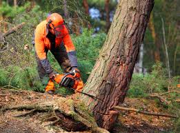 Best Tree Disease Treatment  in Rumson, NJ