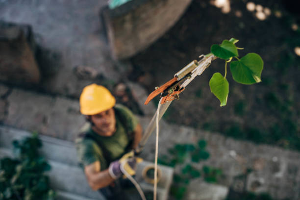 Best Firewood Processing and Delivery  in Rumson, NJ
